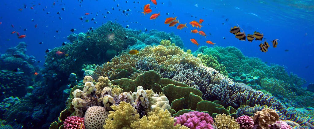 a bunch of reef underwater