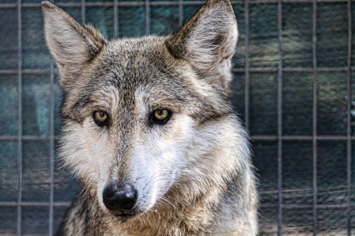 Lobos Mexicanos llegan al Zooleón | Zoológico de León