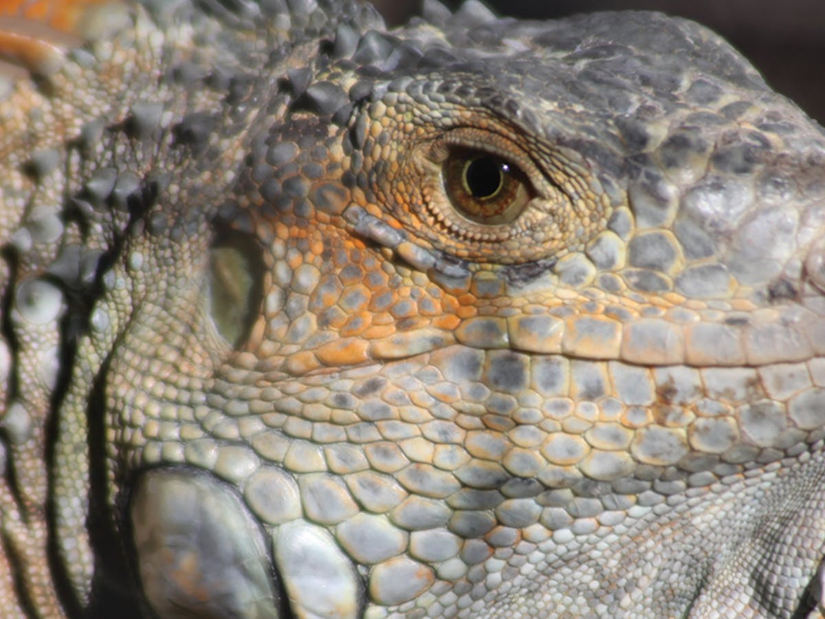 a close up of a reptile
