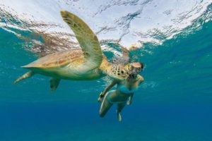 A green sea turtle swimming on the surface while a snorkeler safely observes