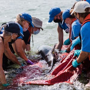 Dolphin-Rescue.png?auto=compress,format&