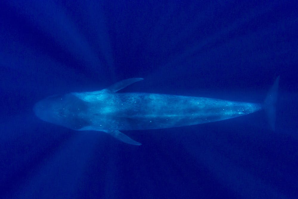 aerial view of a blue whale swimming underwater
