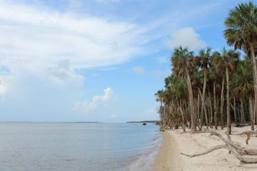 a group of palm trees on a beach near a body of water