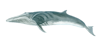 Sei whale | Lobosonda