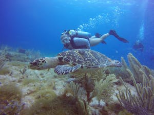 Benefits of coral reefs