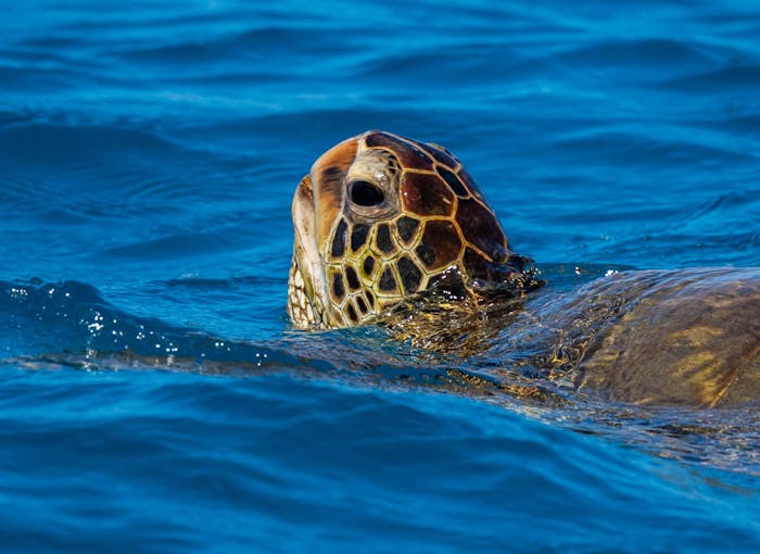 sea turtle snorkel tour honolulu