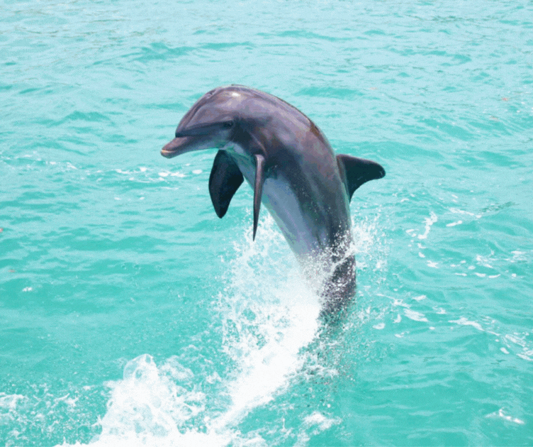 a dolphin jumping out of the water