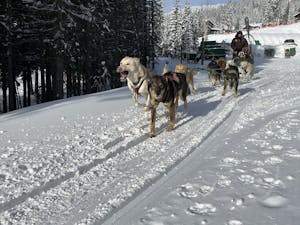 a dog standing on top of a snow covered road