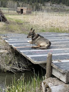 a dog sitting on top of a wooden fence