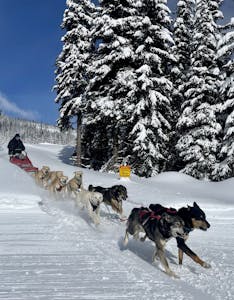 a group of people and a dog running in the snow