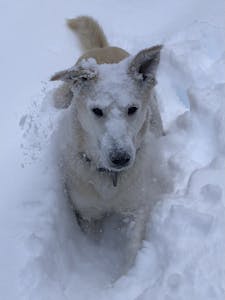 a dog that is standing in the snow