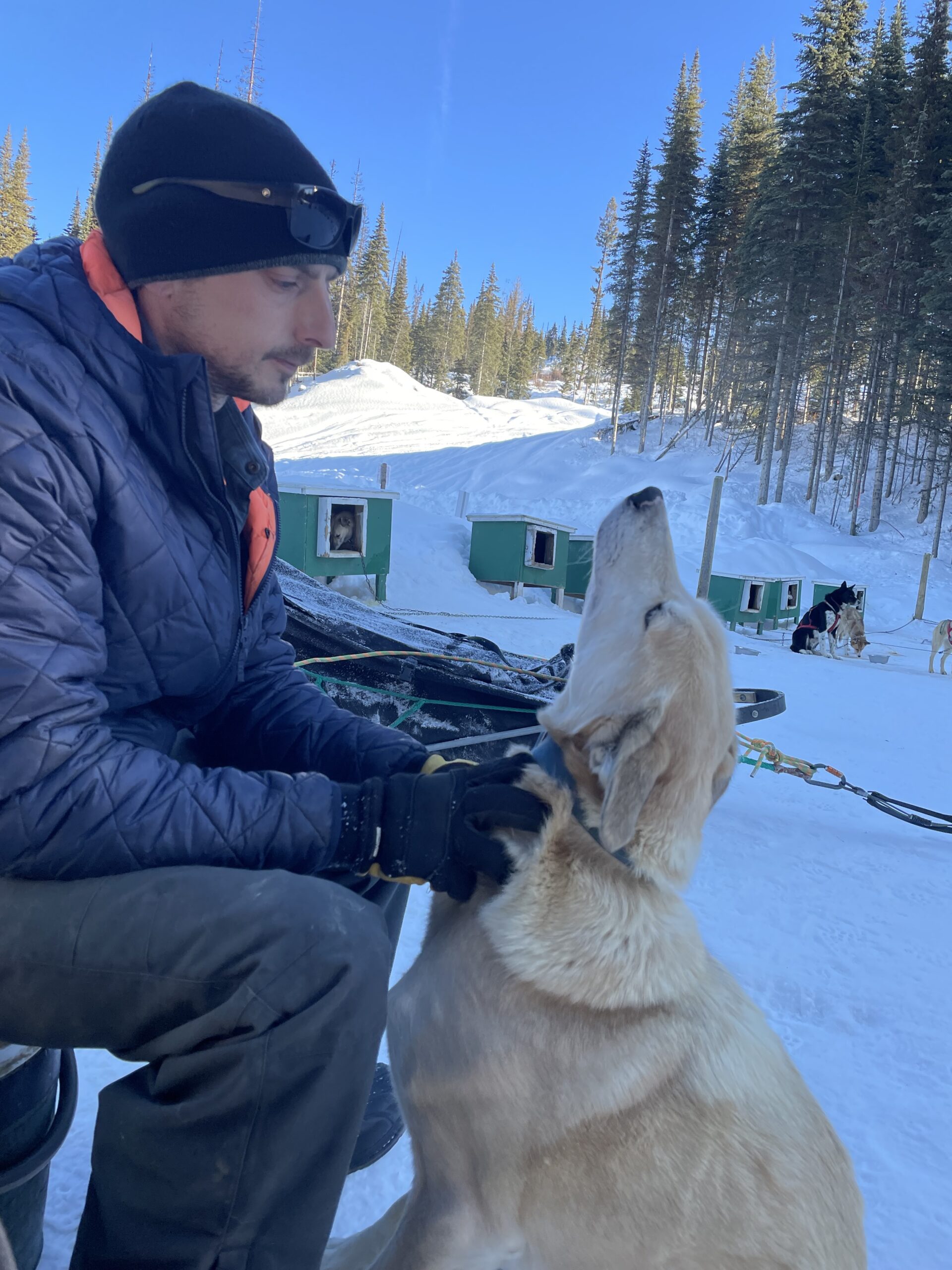 Dogs | Mountain Man Dog Sled Adventures