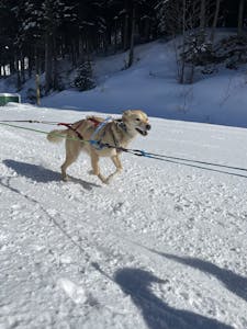a dog running in the snow