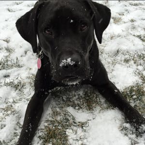 a dog sitting in the snow