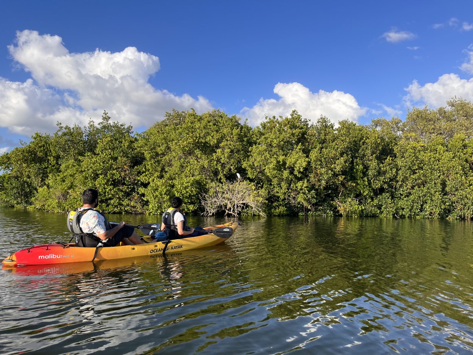 Bird Watching & Wildlife | Cocoa Kayaking