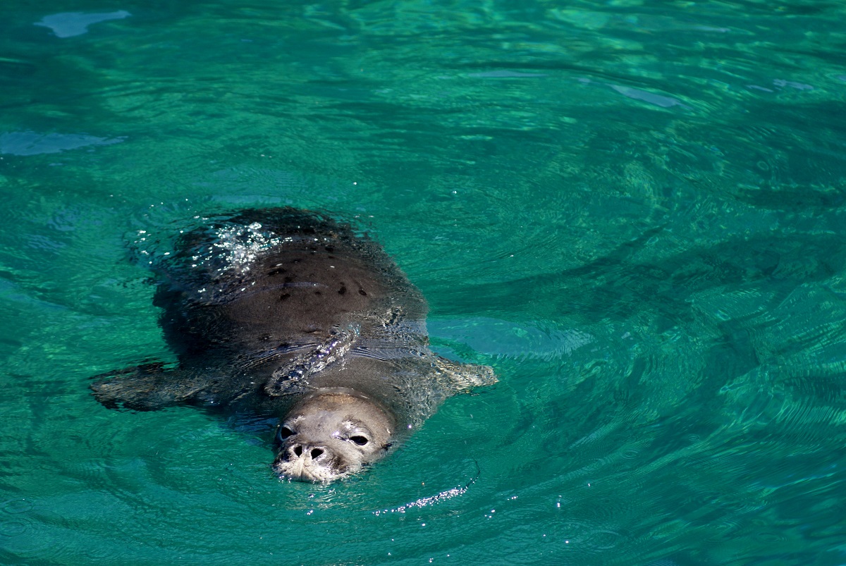 Kauai Monk Seals