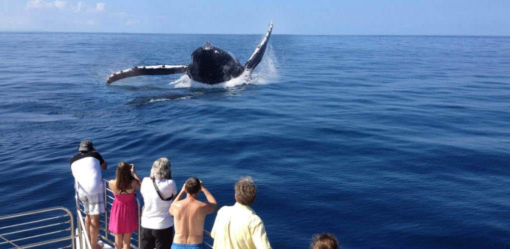 Top more than 67 kauai whale watching tours best - in.iedunet.edu.vn