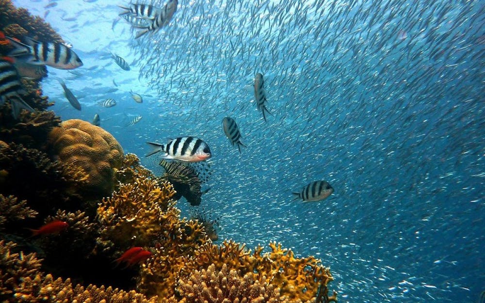 What Animals Live in the Kauai Coral Reefs | Kauai Sea Tours