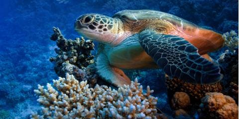 What To Know About Hawaiian Green Sea Turtles | Kauai Sea Tours