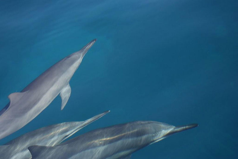 dolphins of kauai