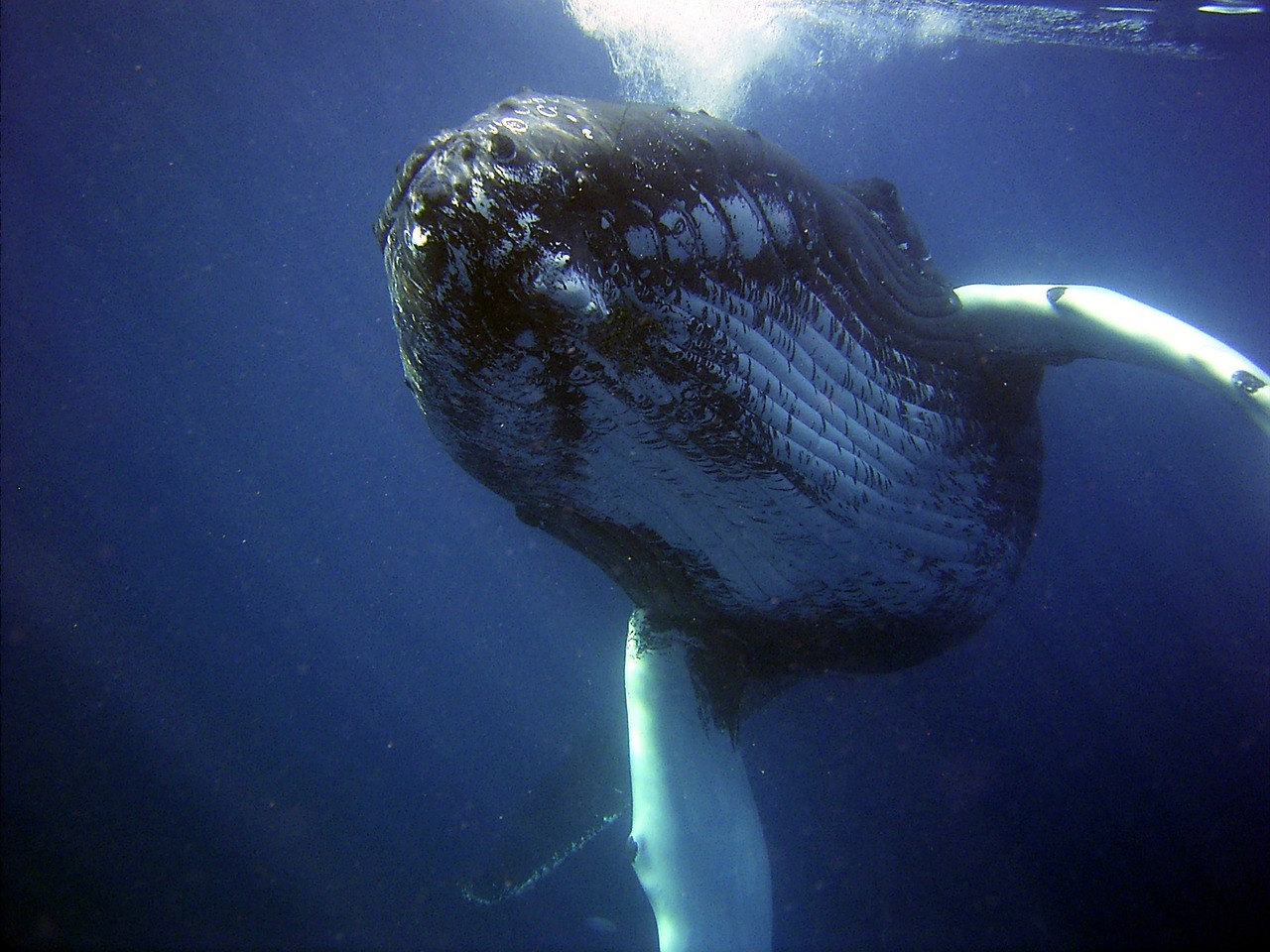 humpback whales in kauai