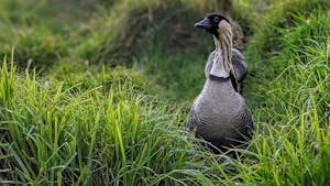 hawaiian-nene-goose-standing-up-in-tall-green-grass
