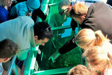 a group of people looking through the glass bottom boat