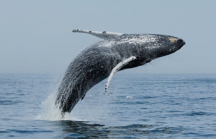 Whale Watching - Virginia Beach | Rudee Tours