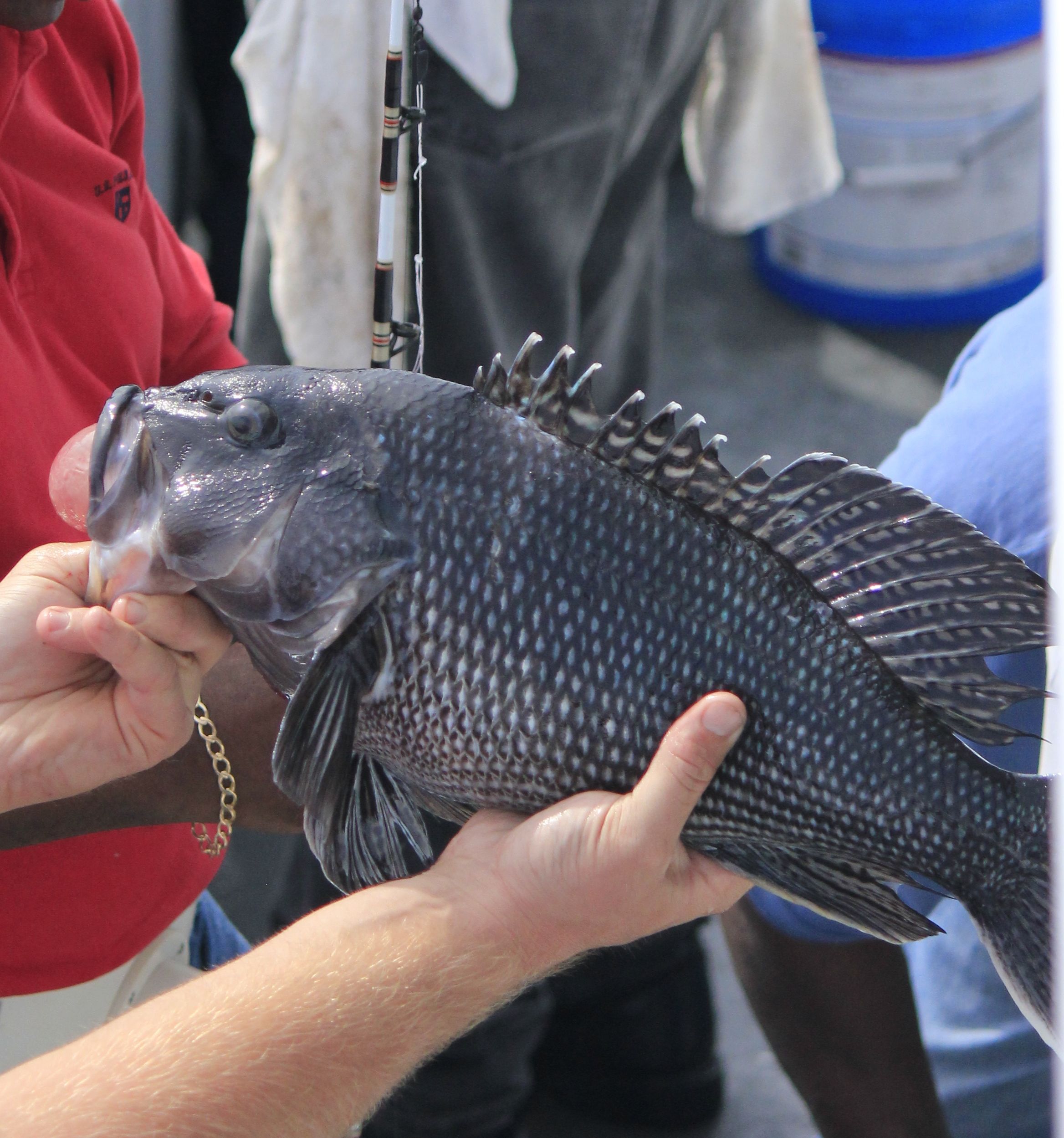 Black Sea Bass Update Rudee Tours   Seabass 