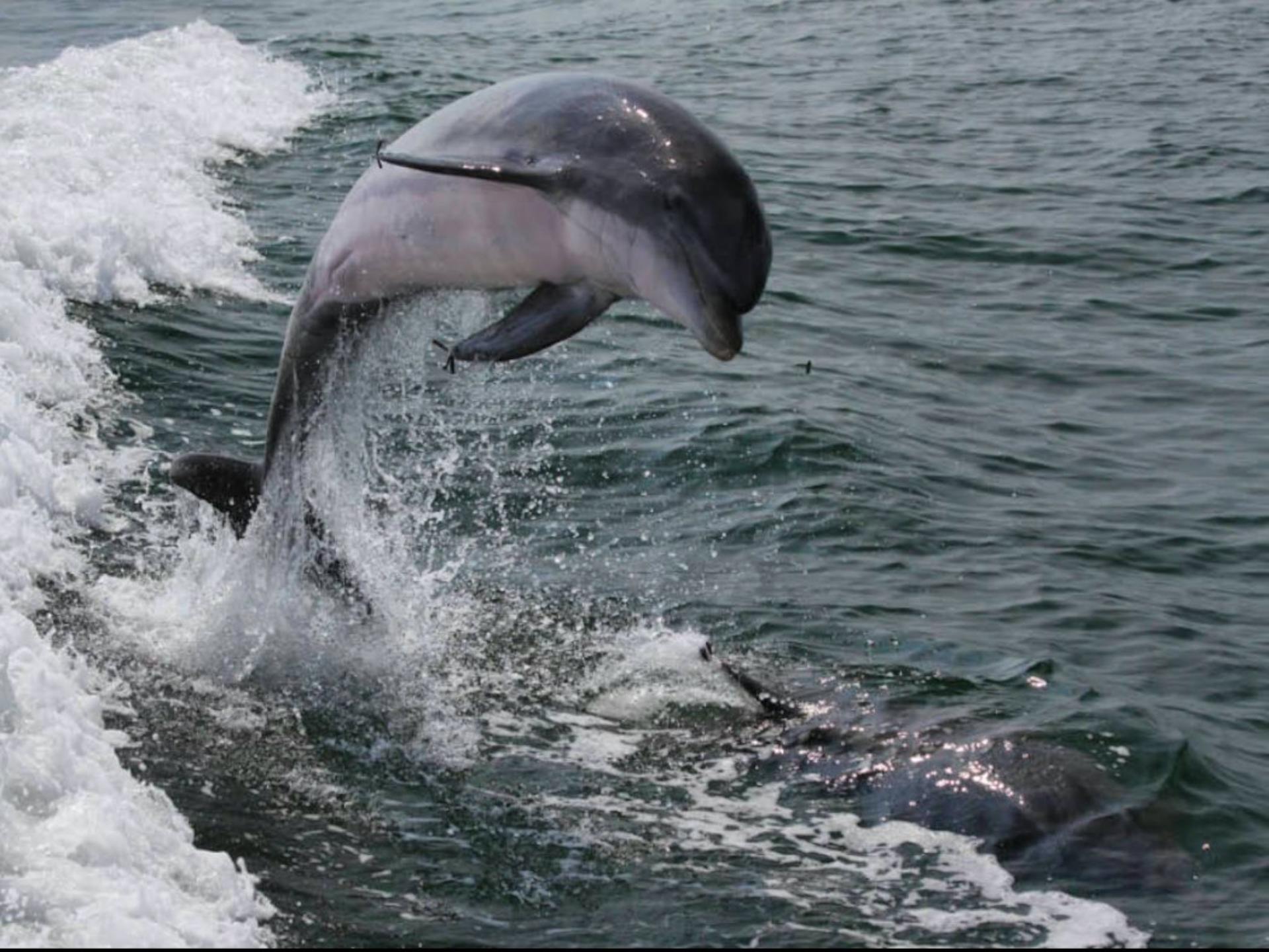 Screamer Speedboat Ocean City Jet Boat Rides & Dolphin Tours
