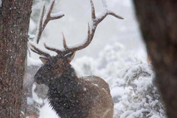 a deer in the snow