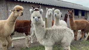 a group of sheep standing on top of a llama