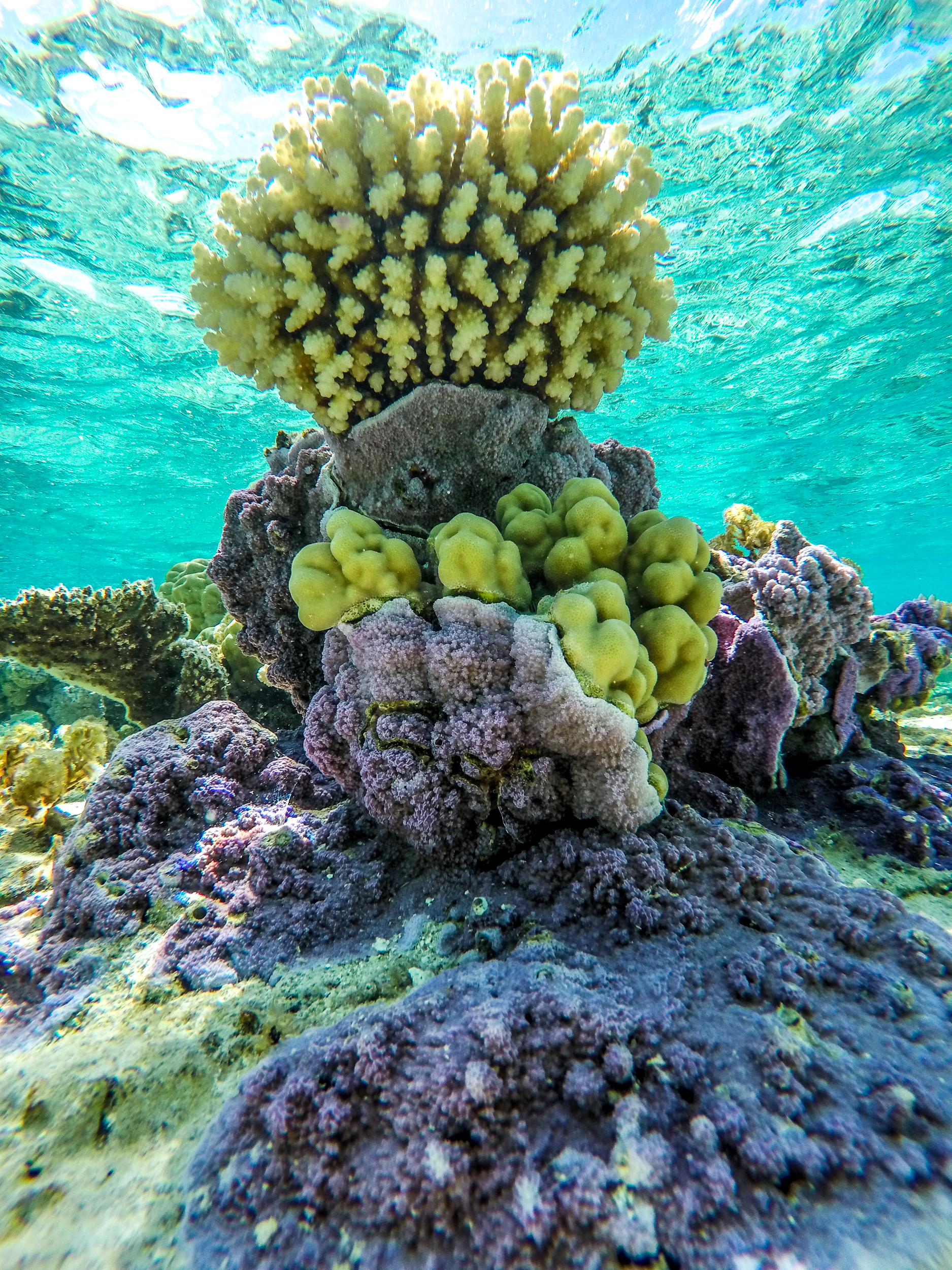 Bora Bora Snorkeling Signature Tours | Reef Discovery