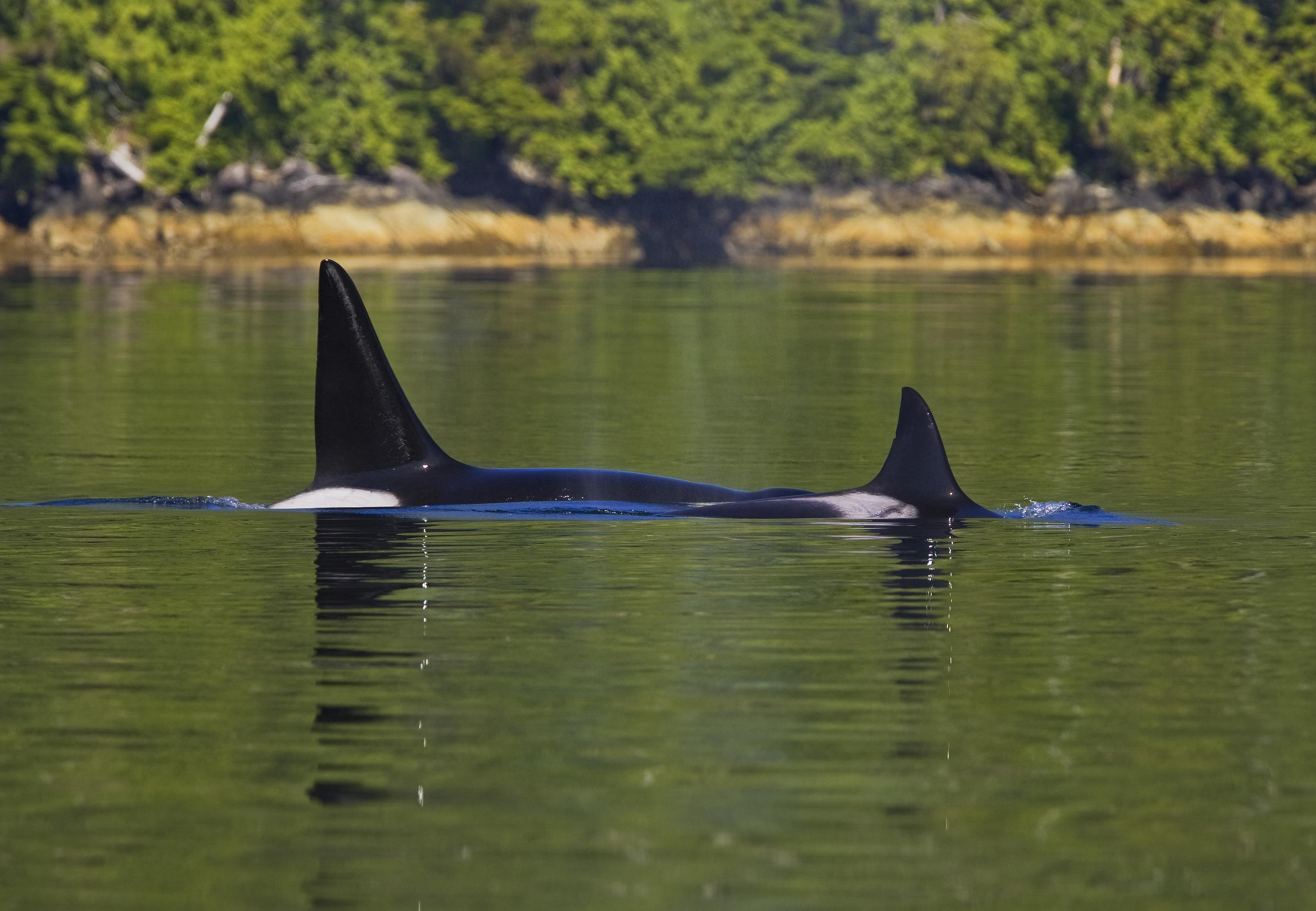 Tofino Zodiac Whale Watching | Jamie's Whaling Station