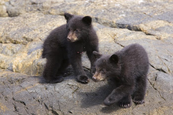 Ucluelet Cabin Cruiser - Bear Watching | Jamie's Whaling Station