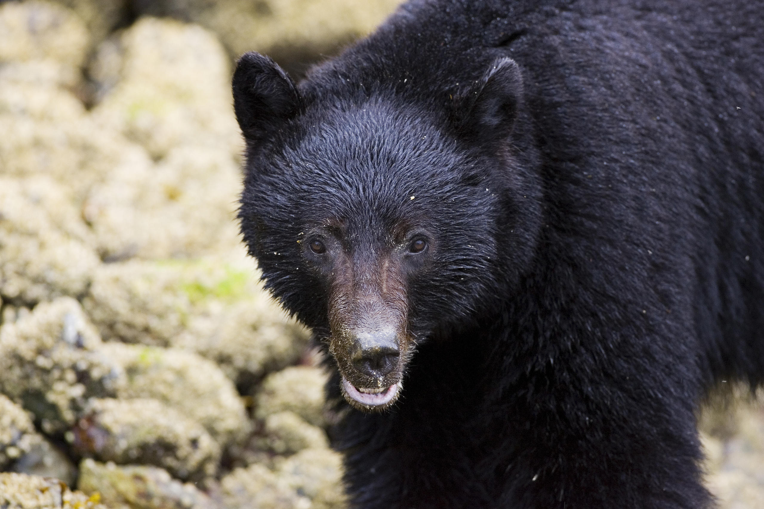 Grizzly Bear Viewing on Bella Coola Drift Trip | Great Bear Rainforest Tours