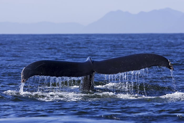 Ucluelet Zodiac - Whale Watching | Jamie's Whaling Station