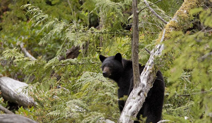 bear watching tours ucluelet