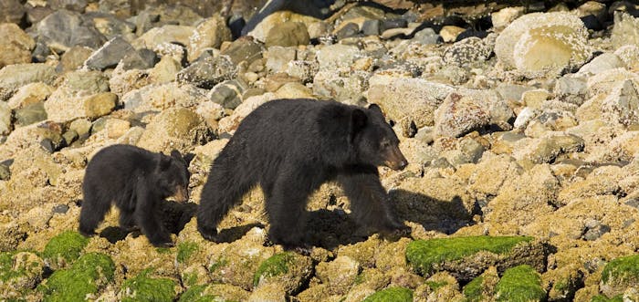 Ucluelet Bear Watching -Zodiac Tour | Jamie's Whaling Station