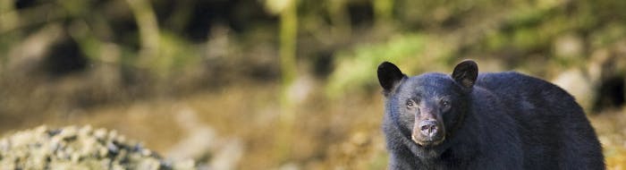 bear watching tours ucluelet