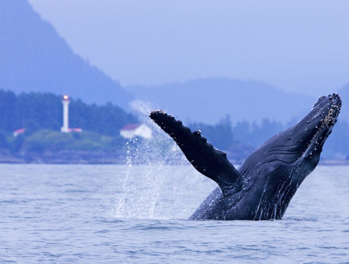 Jamie's Whaling Station - Whale Watching & Wildlife Tours - Tofino