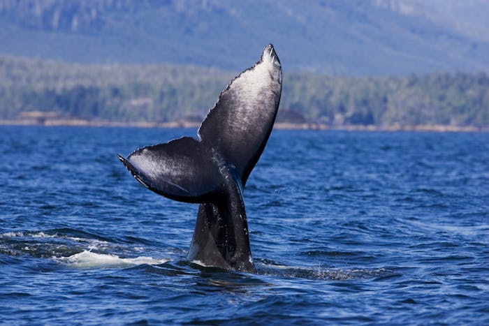 Tofino Zodiac Whale Watching | Jamie's Whaling Station