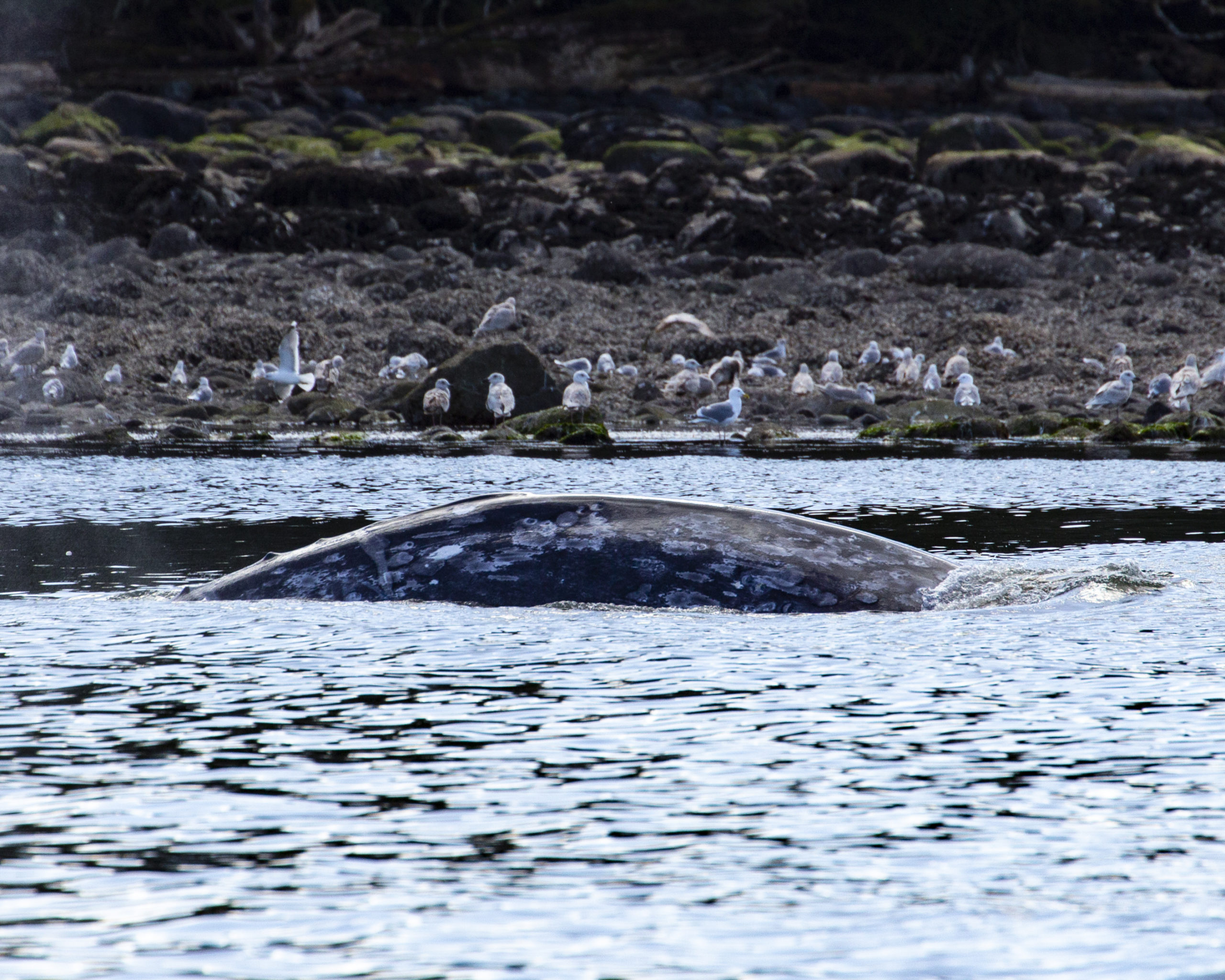 Grey Whale surfacing near Ucluelet surrounded by gulls