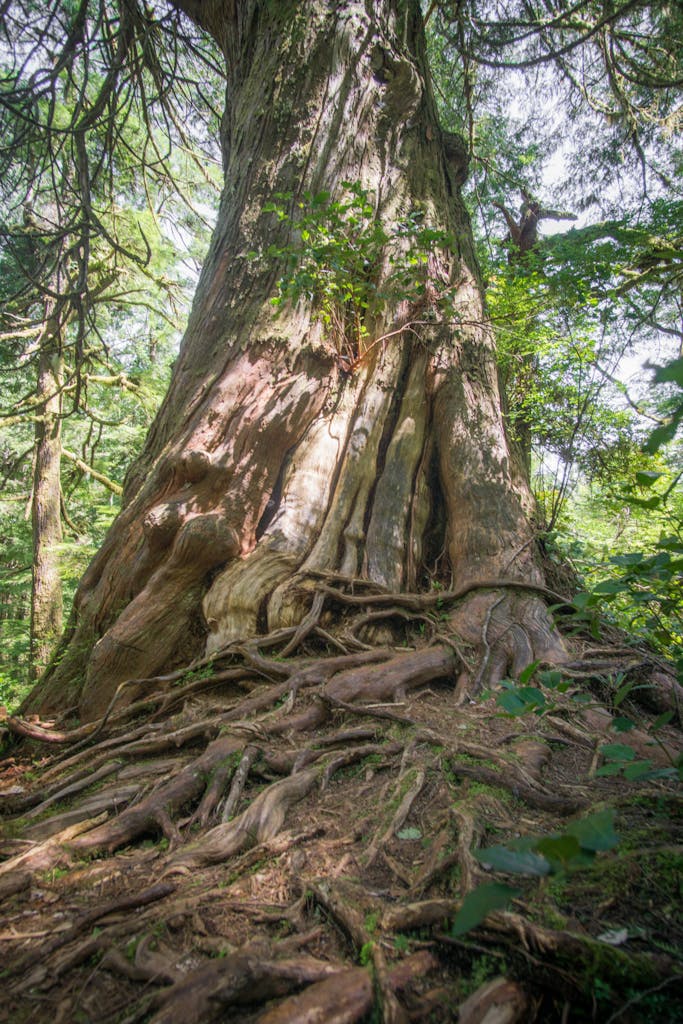 an ancient old-growth cedar