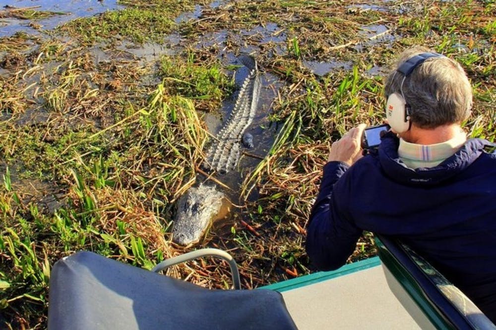 10 Animals That Live in the Florida Everglades | Everglades Activities