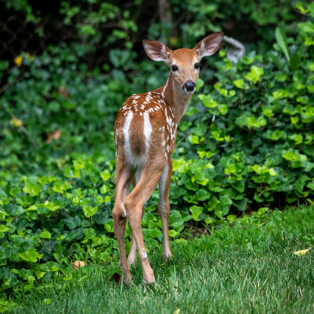 a deer standing on a lush green field