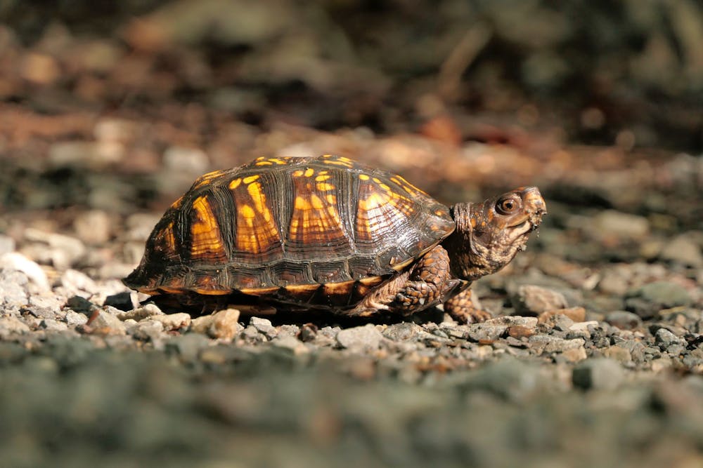 a turtle sitting on a rock