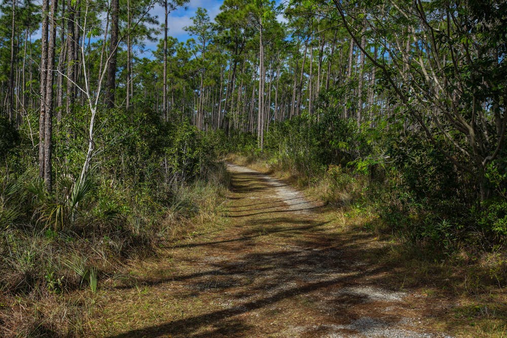 Long Pine Key Trail in Everglades National Park in Florida, United States