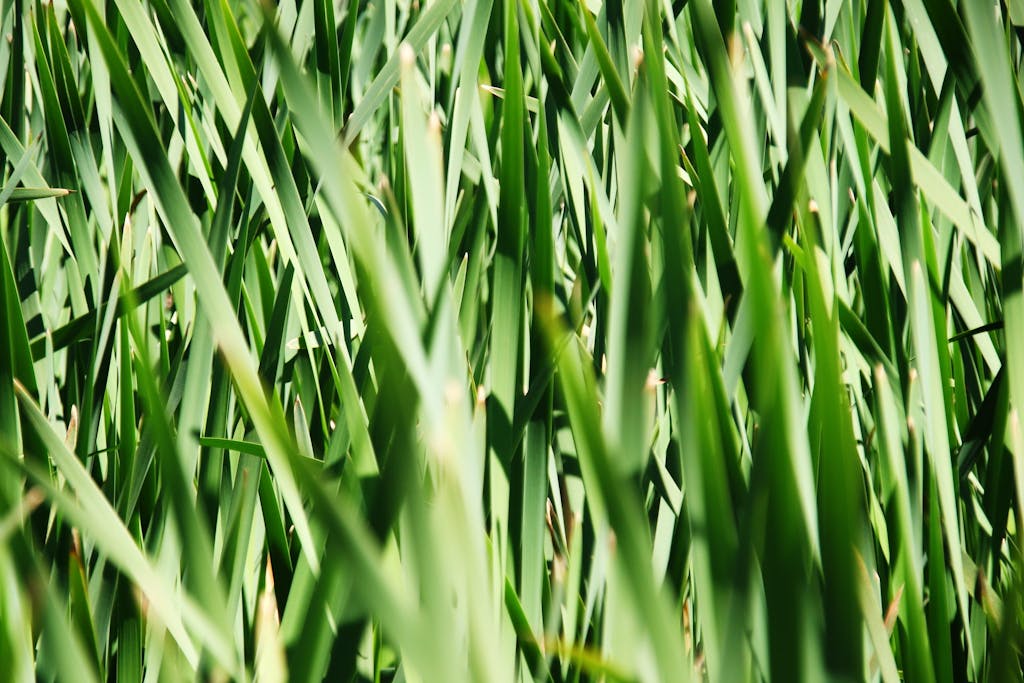 a tall green grass