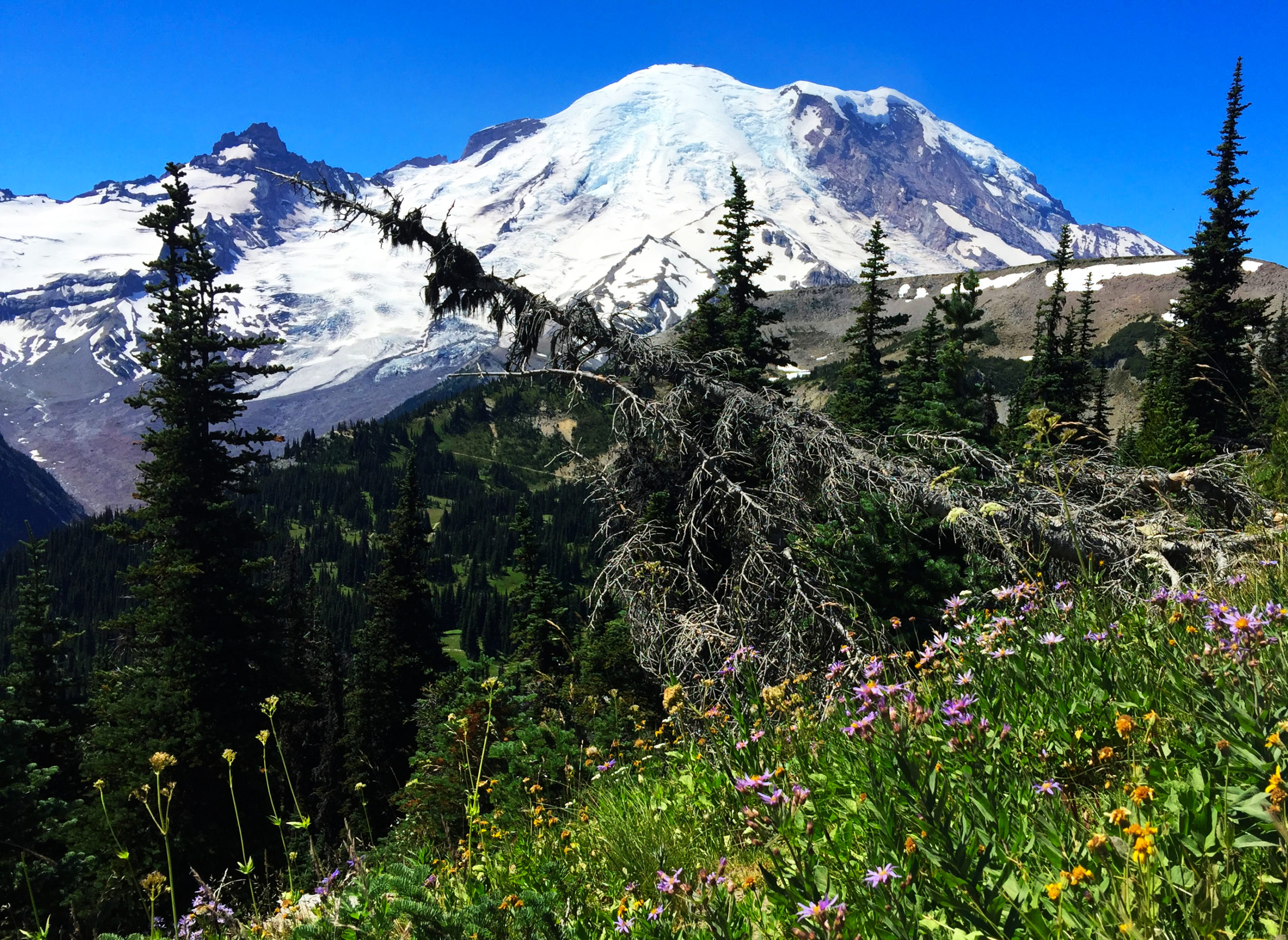 Full Seasonal Guide to Visiting Mount Rainier National Park